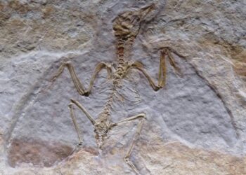 Sea Lizzard fossils